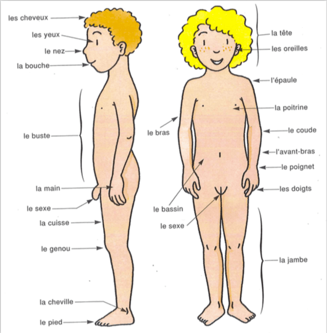 6-8 ANS : ATELIER 2/3 : Corps et intimité 